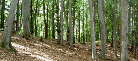 Talajvédelmi rendeltetésű, Natura 2000-es erdő